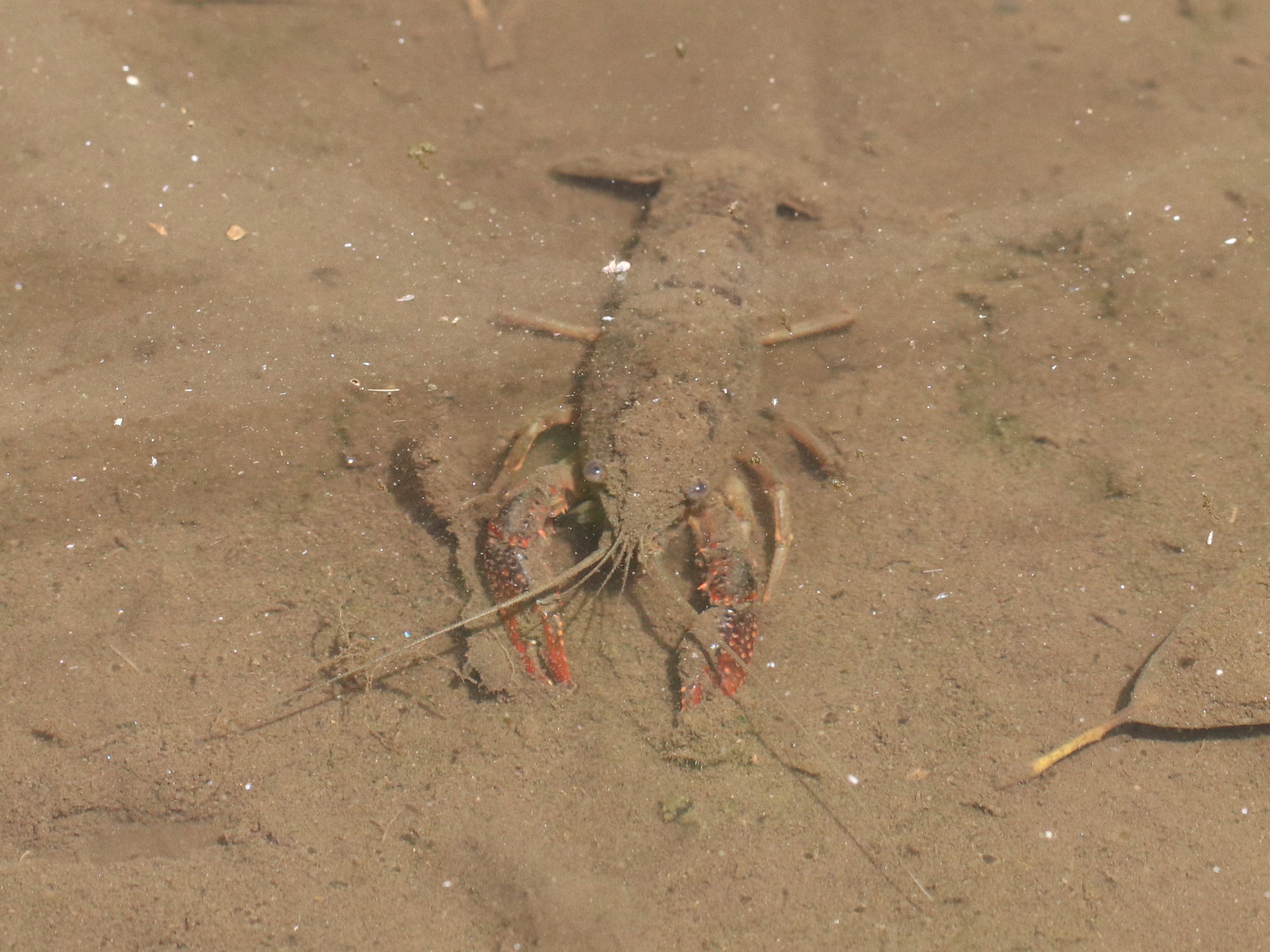 浅い池のアメリカザリガニ